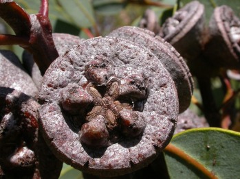 Eucalyptus preissiana ssp. lobata fruit